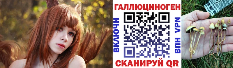 блэк спрут tor  Новосибирск  Галлюциногенные грибы Psilocybe 